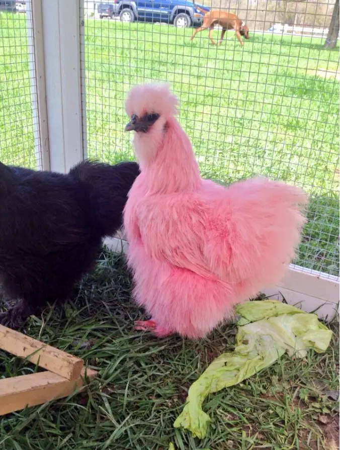 pink silkie chickens