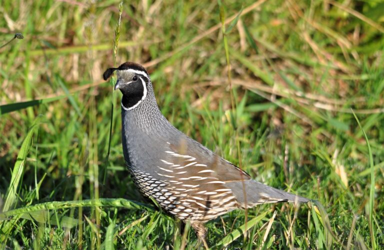 What Do Quail Eat? A Comprehensive Guide to the Diet of Quail in the ...