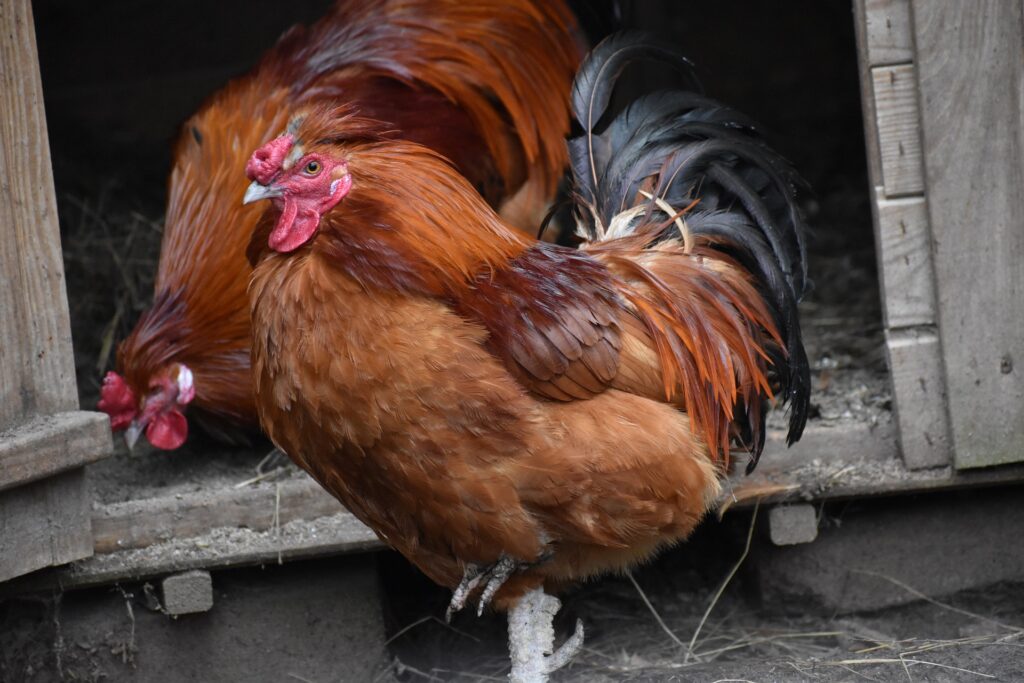 chicken drinking