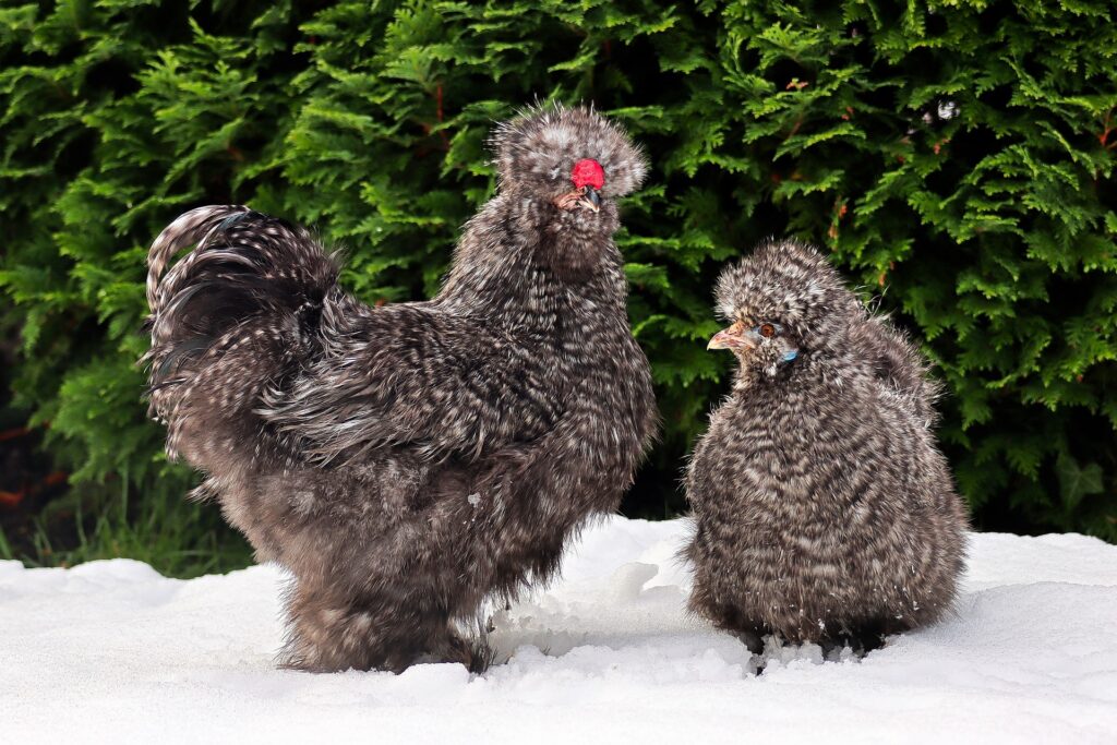 Black Silkie Chicken