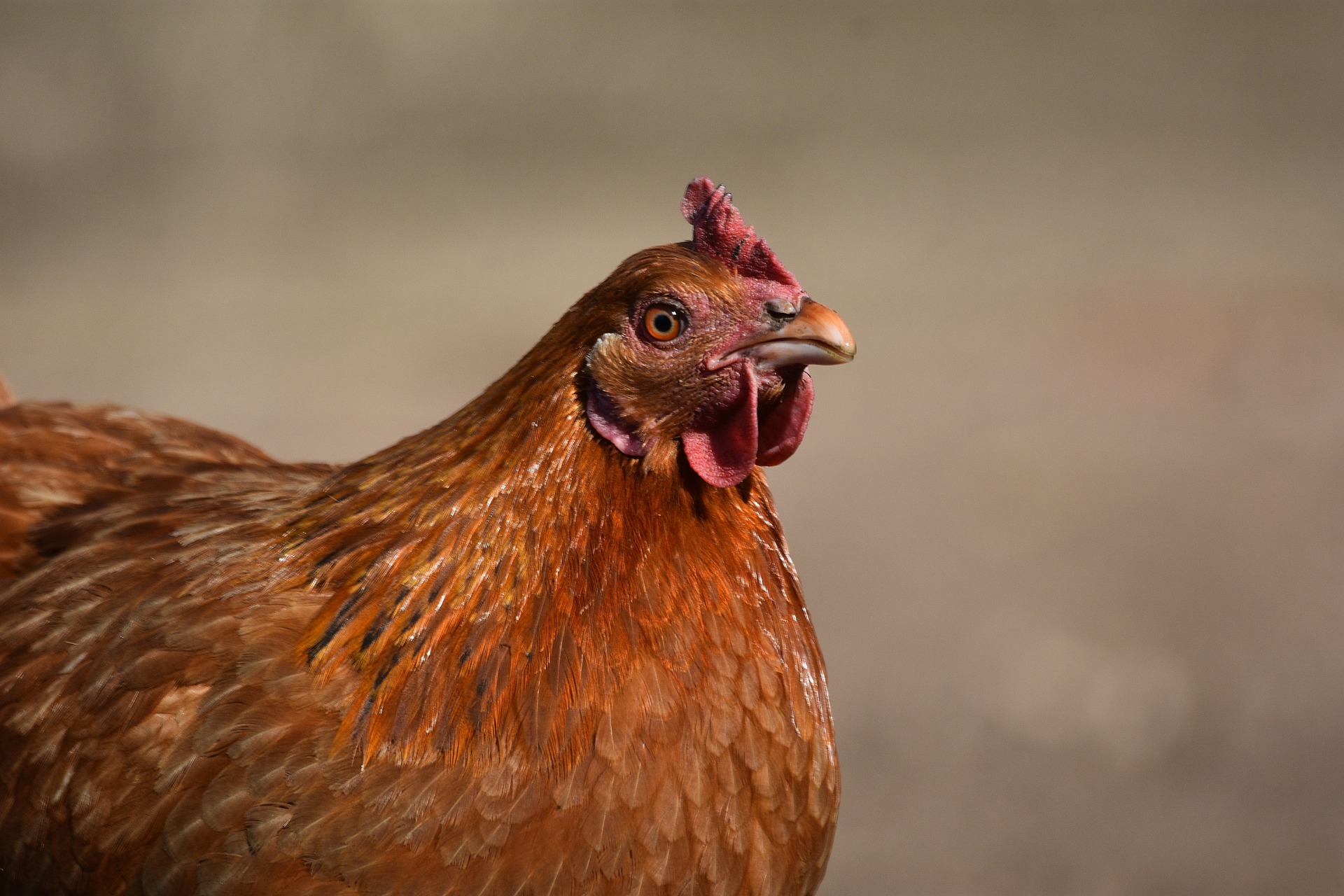 How to Worm Chickens: A Comprehensive Guide to Keeping Your Flock ...