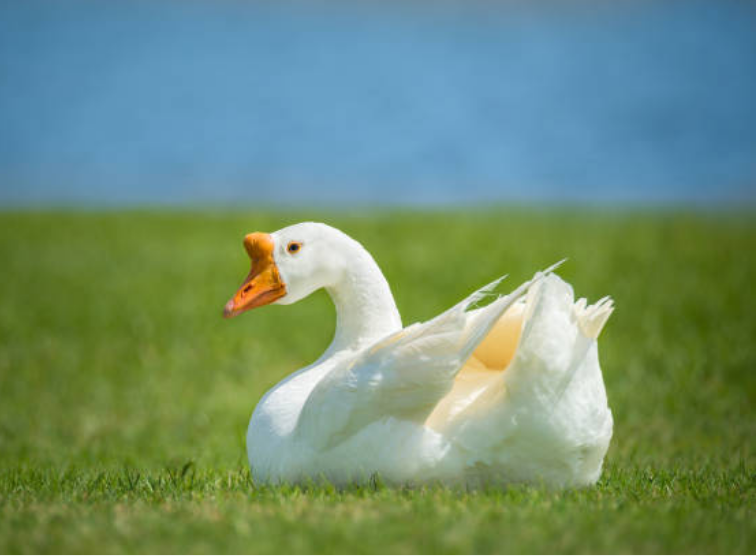 white chinese geese