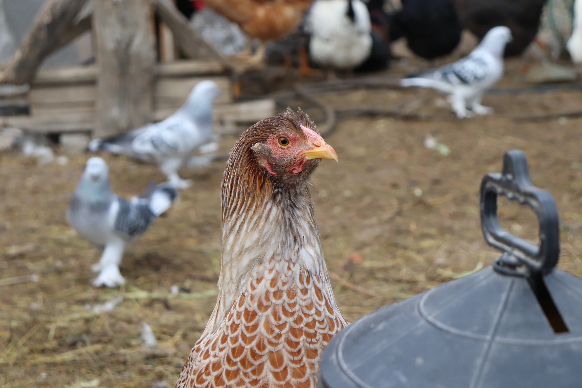 Can Chickens Eat Mushrooms? Exploring the Risks and Benefits