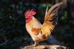 chicken feathers