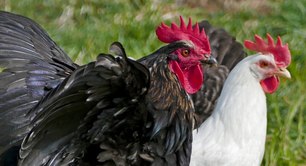 medicine for chickens