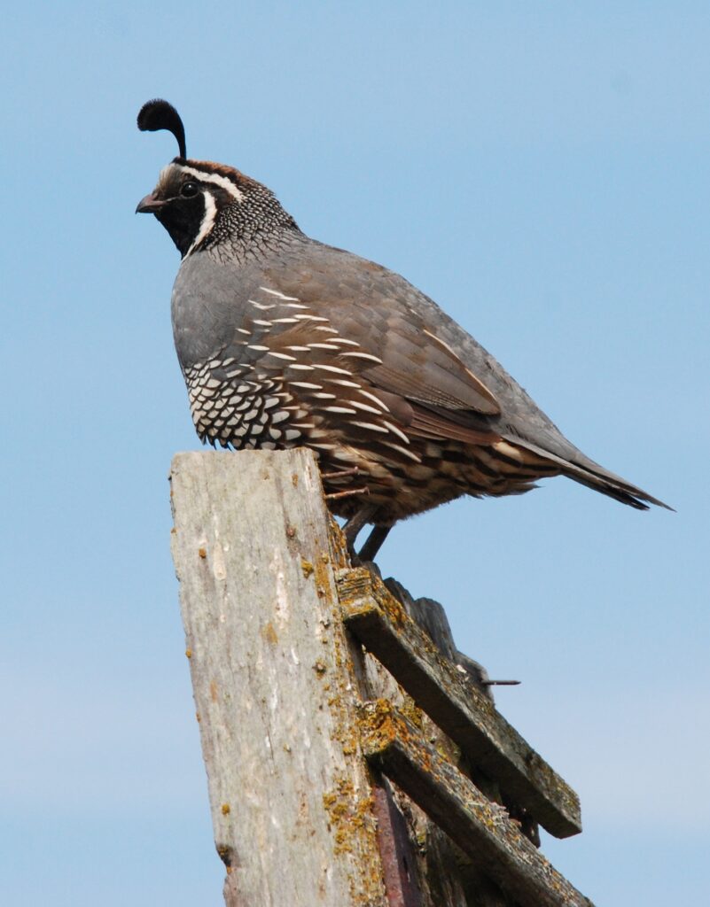 Breeding Quail