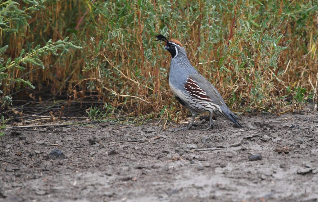 keep quail