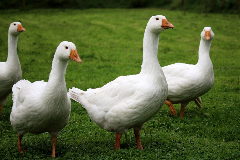 feeding geese