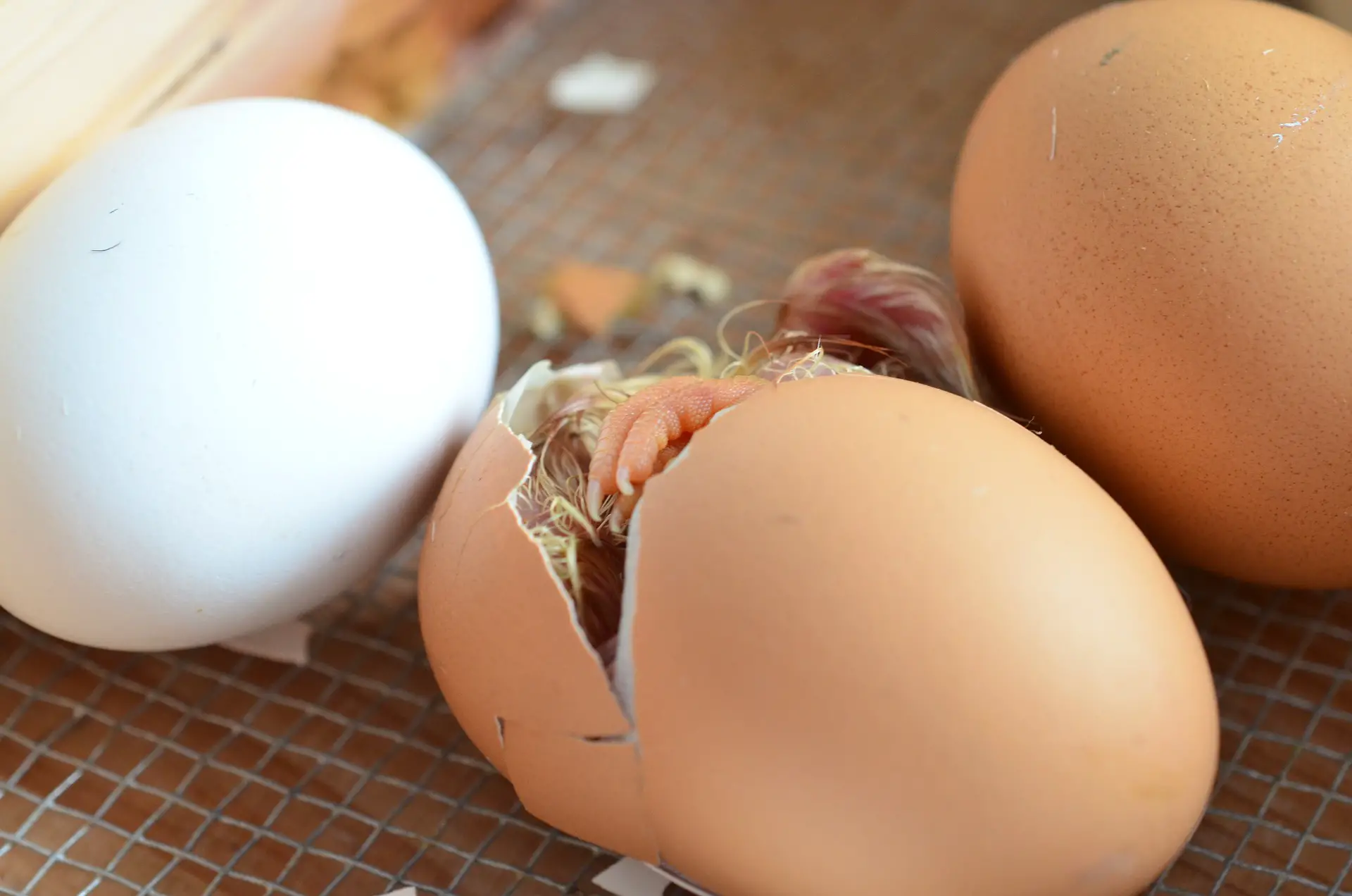 a hatching egg