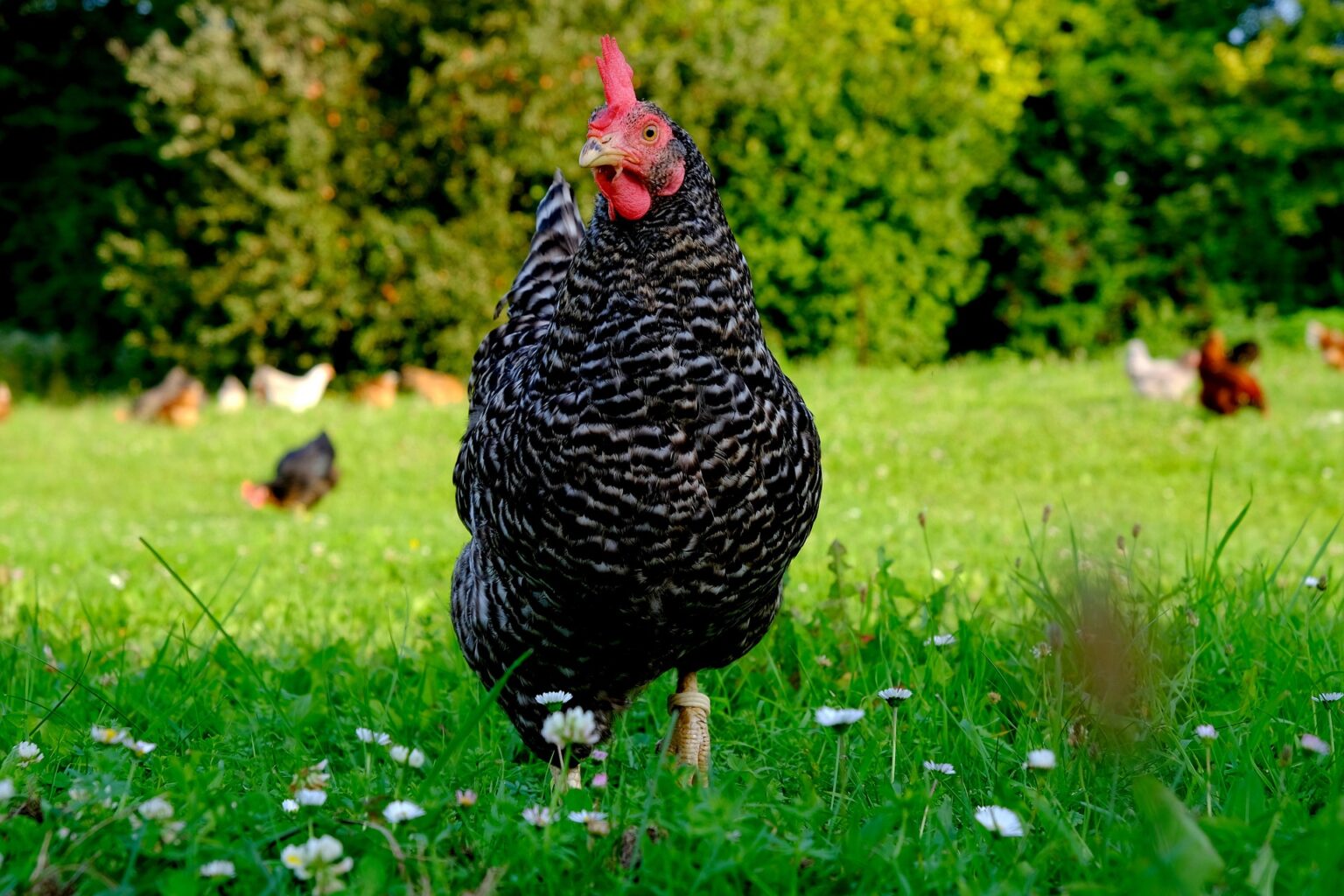 how-to-recognise-an-egg-laying-chicken-best-guide-the-poultry-feed