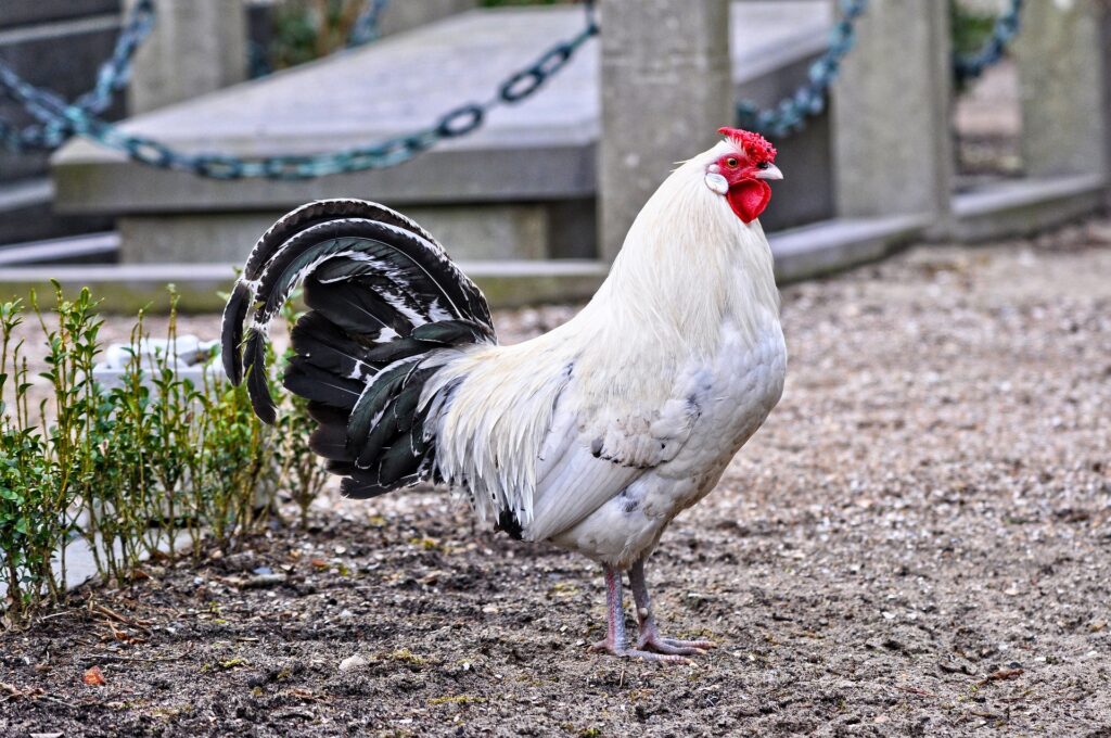 chicken feathers