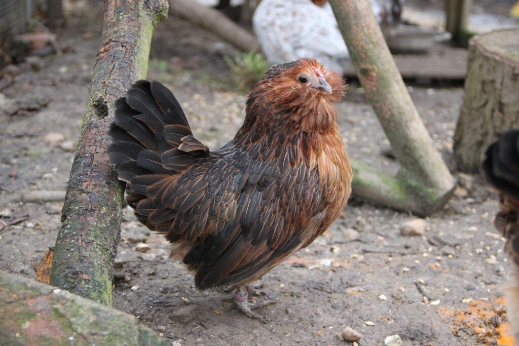 Chocolate Chickens