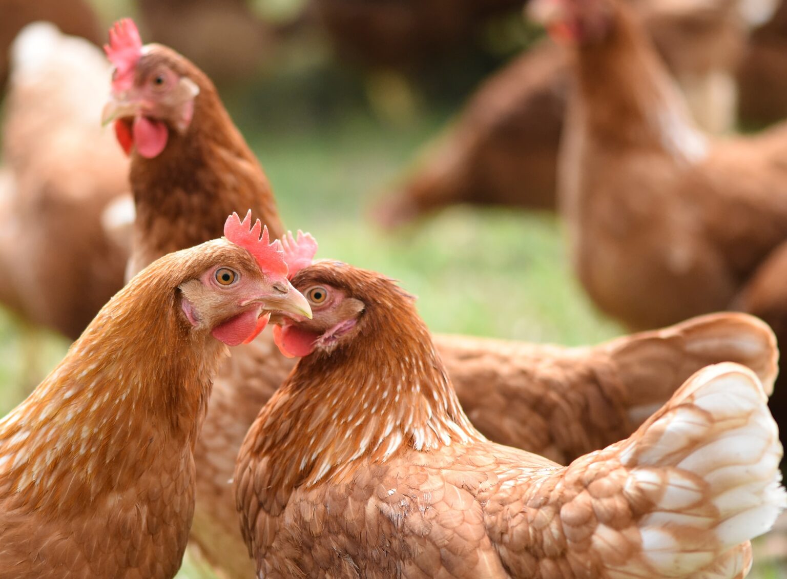 Diseases from Chickens Understanding, Prevention, and Care