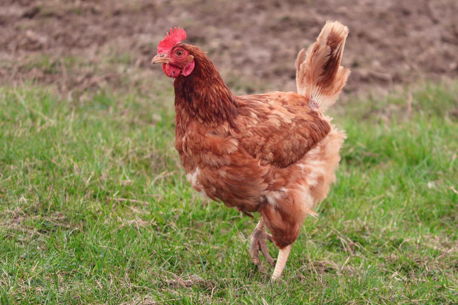 Open Chicken Run: Giving Your Chickens Space to Roam