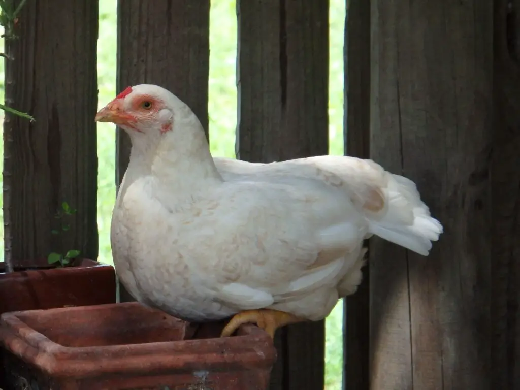 chicken in pen