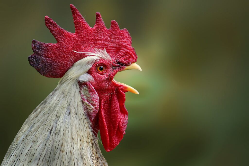 healthy chicken cock
