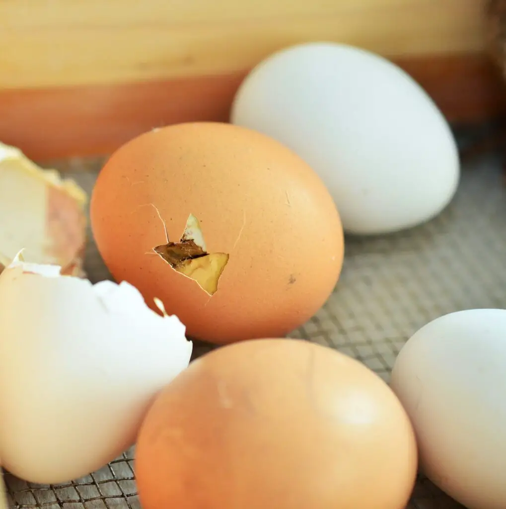 a hatching egg