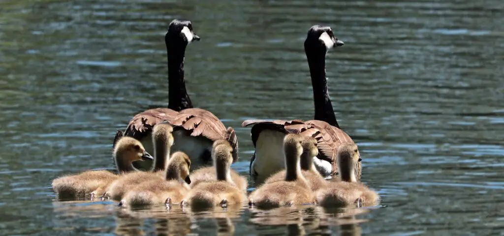 goslings with parents