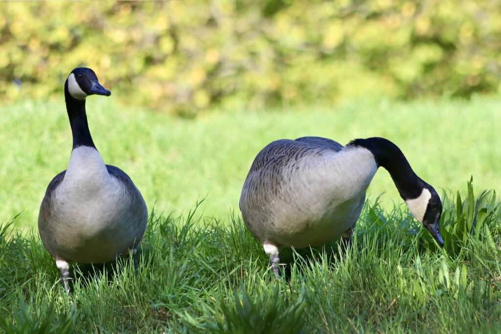 food for geese