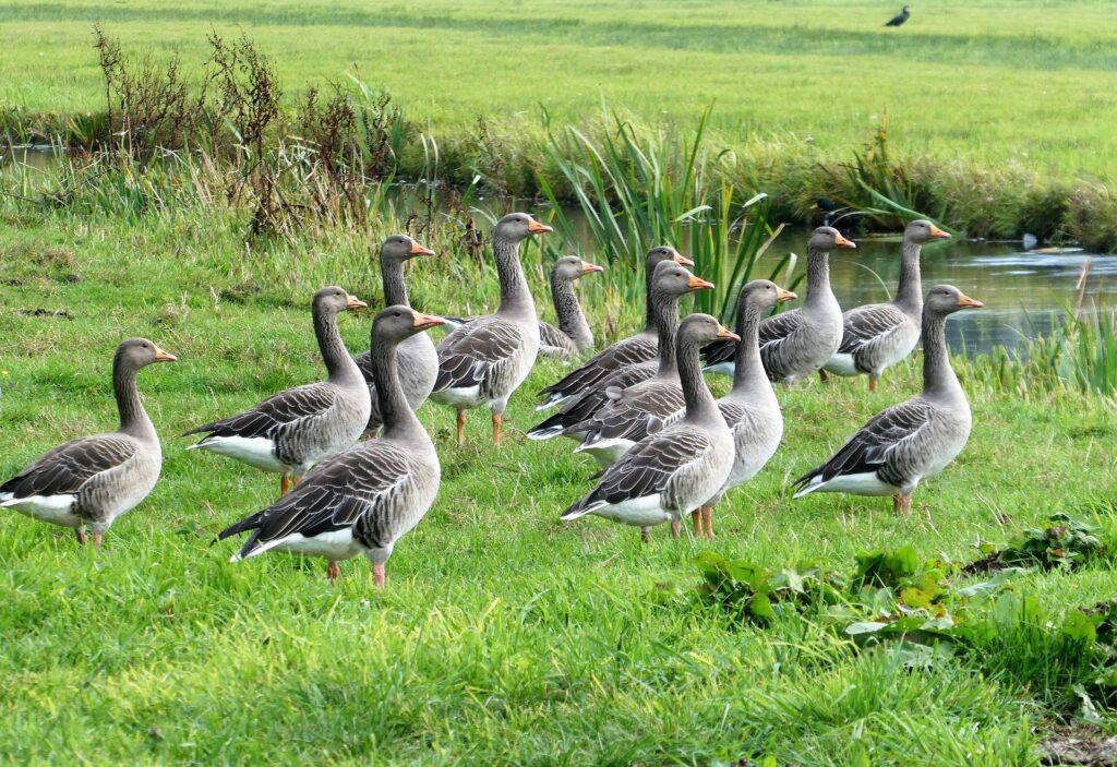 Feeding Geese Best Tips and Nutritional Requirements for Optimal