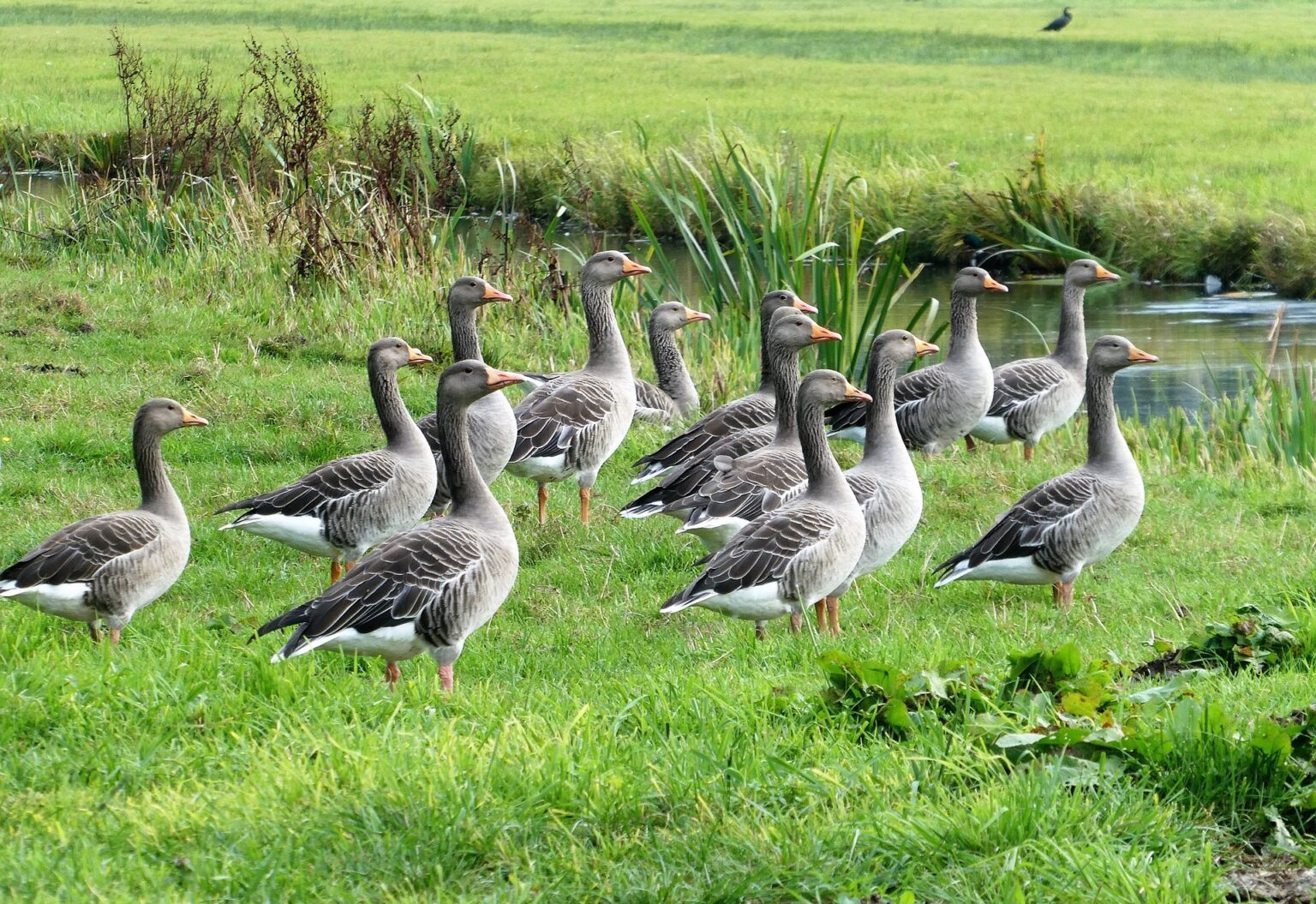 Feeding Geese Best Tips and Nutritional Requirements for Optimal
