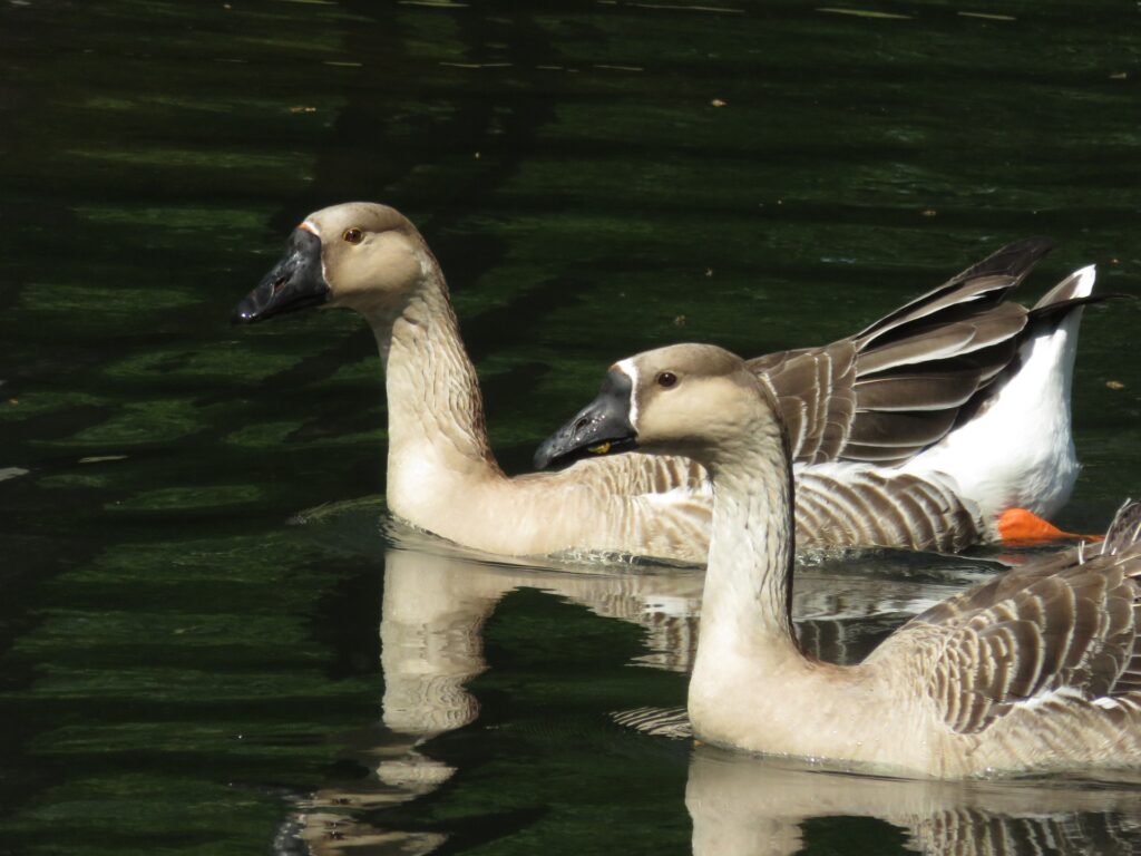 chinese goose