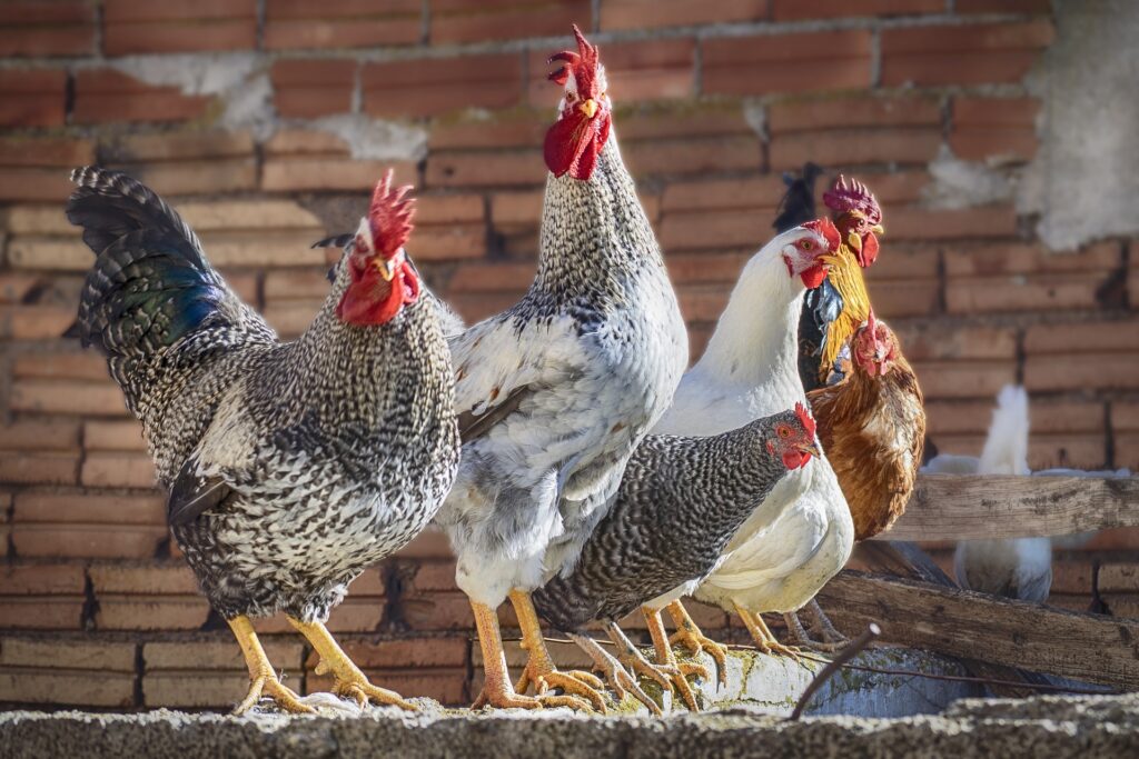 speckled chickens