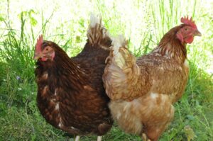 diseases from chickens