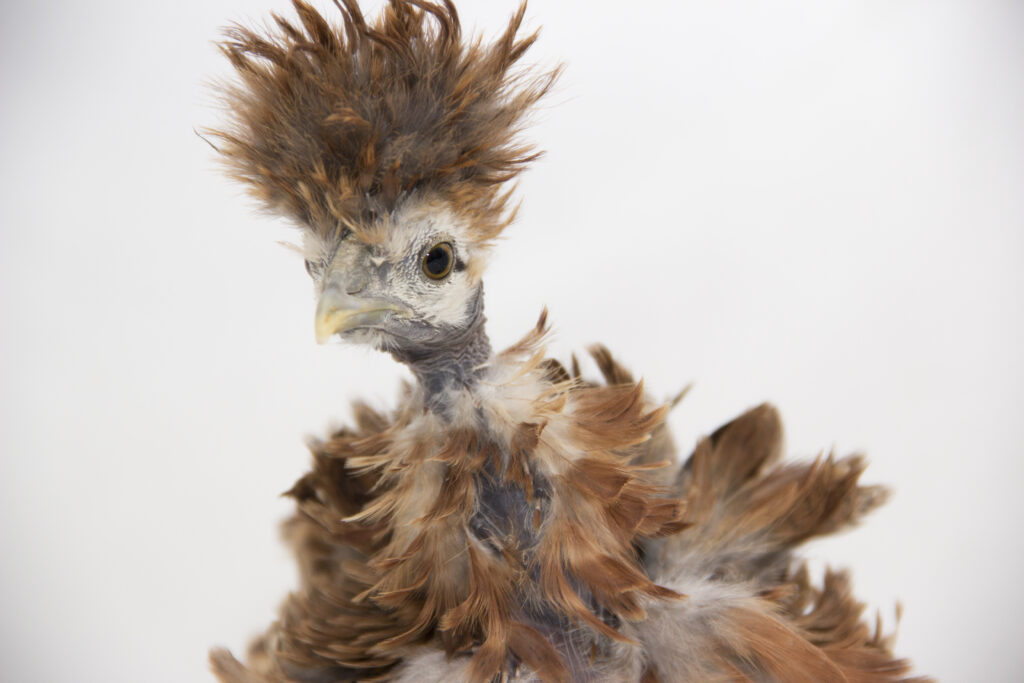 The Beauty of Showgirl Chickens - The Poultry Feed