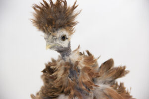 showgirl chickens