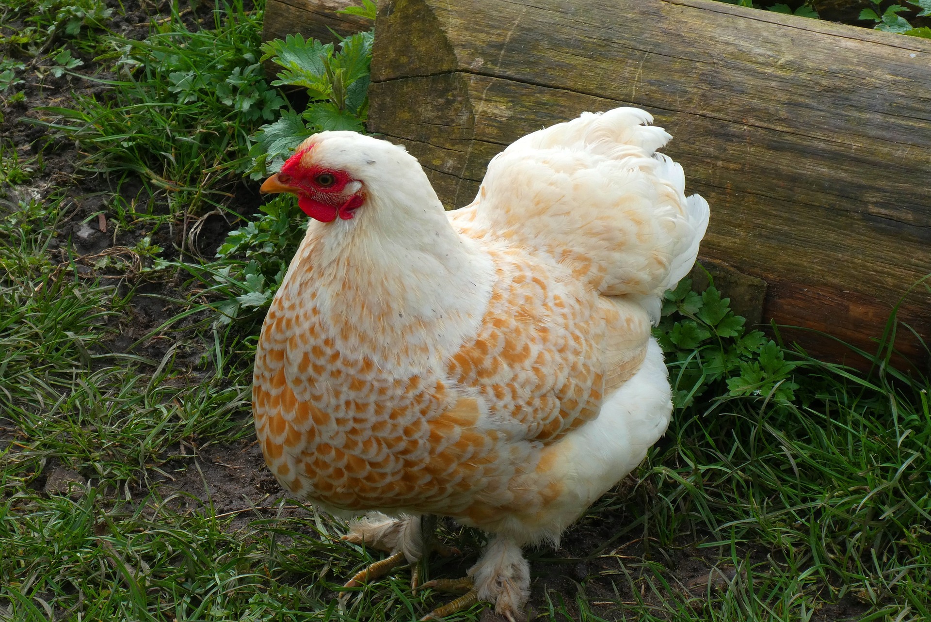 Top 10 Best Gifts For chicken Lovers The Poultry Feed