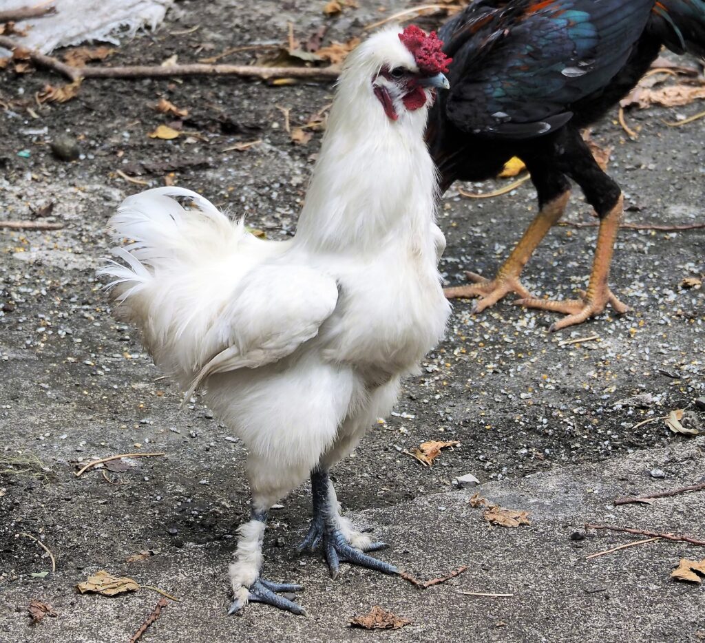 Silkie Roosters