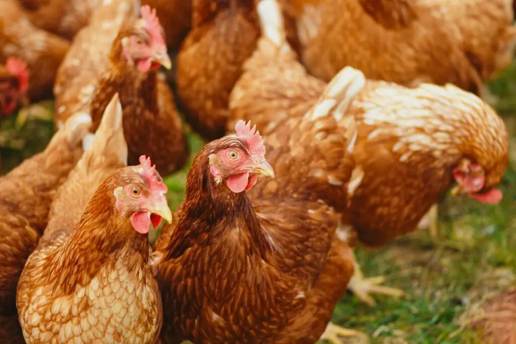 Avian Flu Symptoms in Chickens