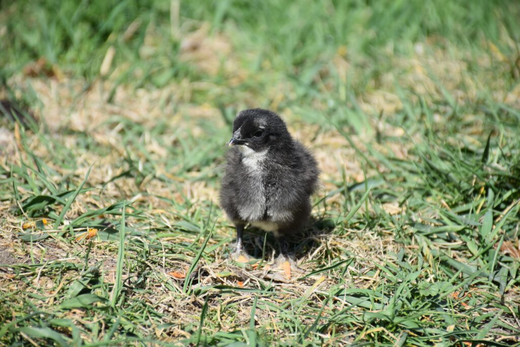 baby chicken feed