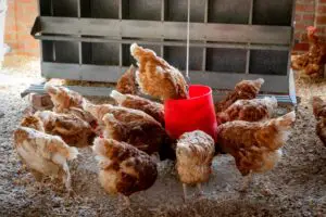 avian flu symptoms in chickens
