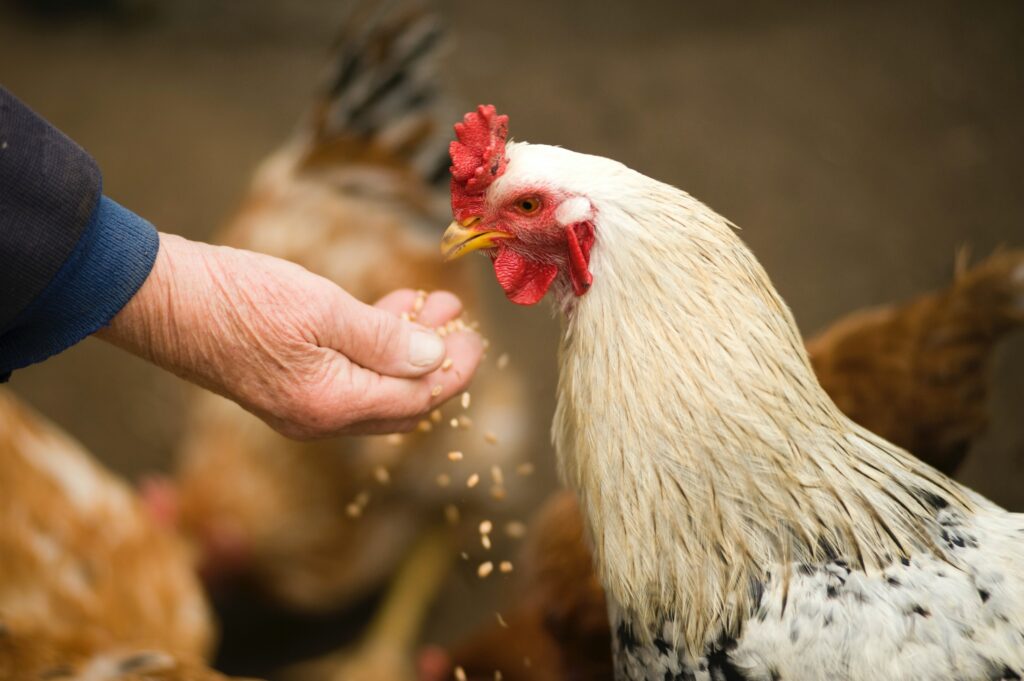 high protein chicken feed