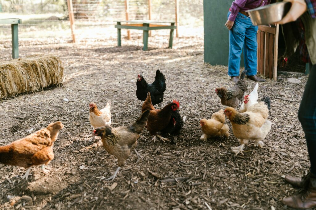 feeding chickens