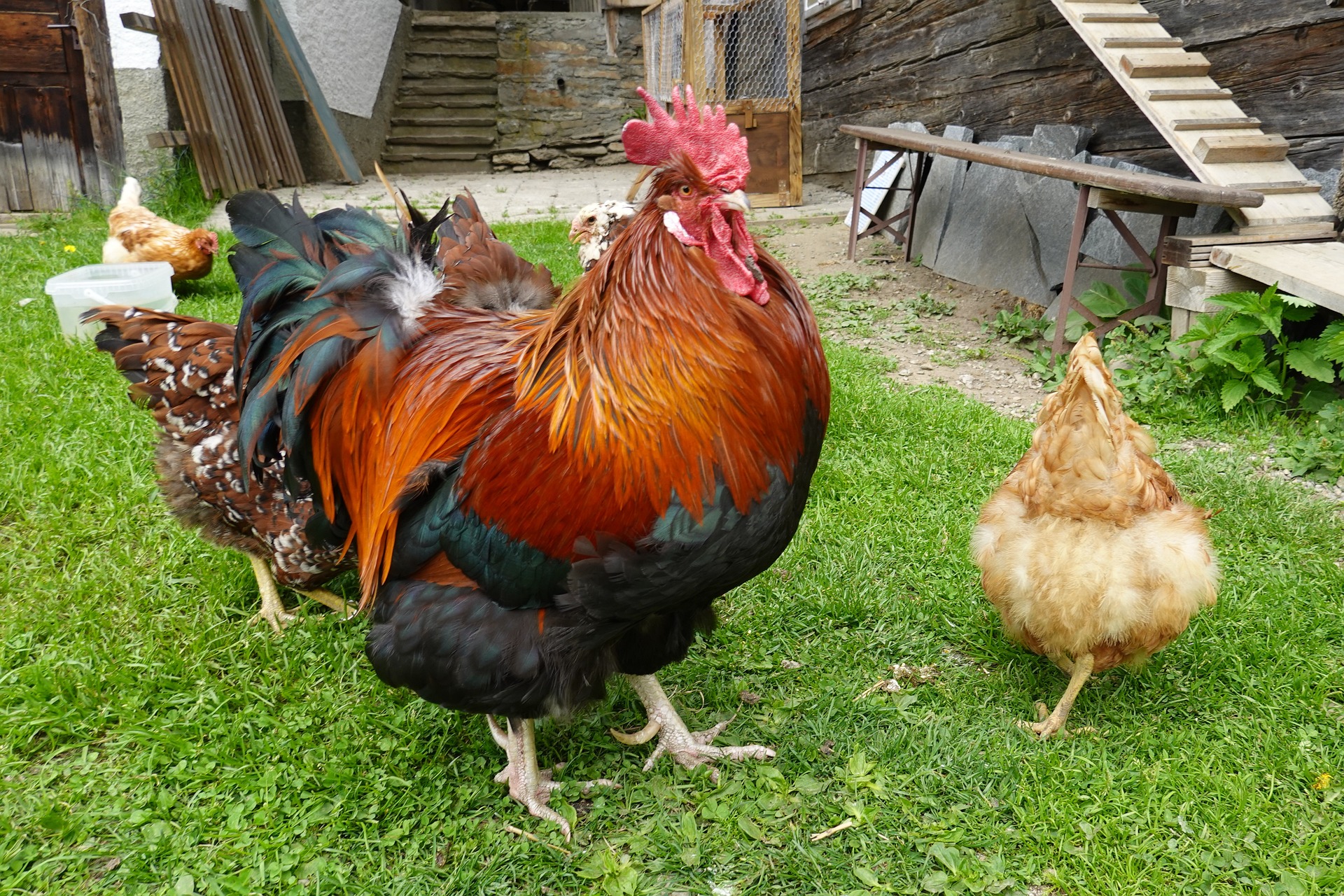 Red Mites Best Understanding and Combating Red Mites in Chicken Coops