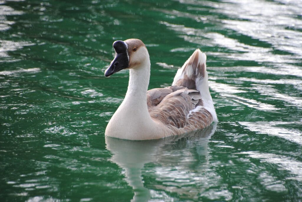 African Geese