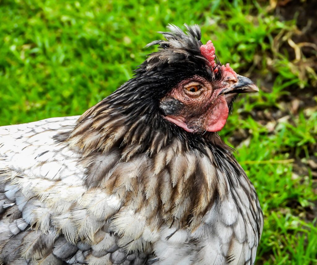 What Not To Feed a chicken