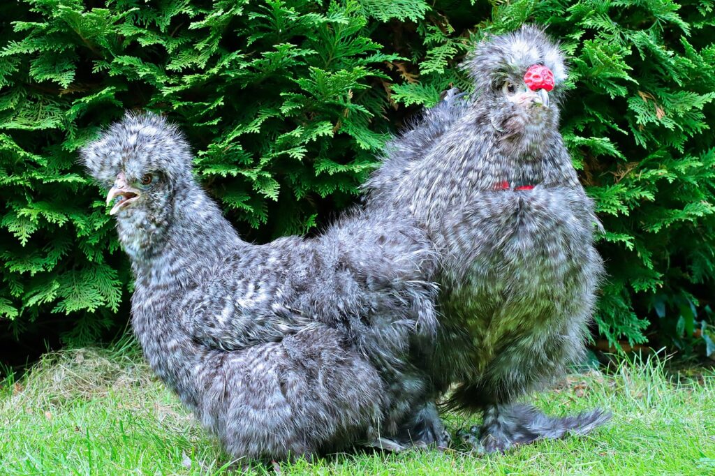 Silkie Chickens