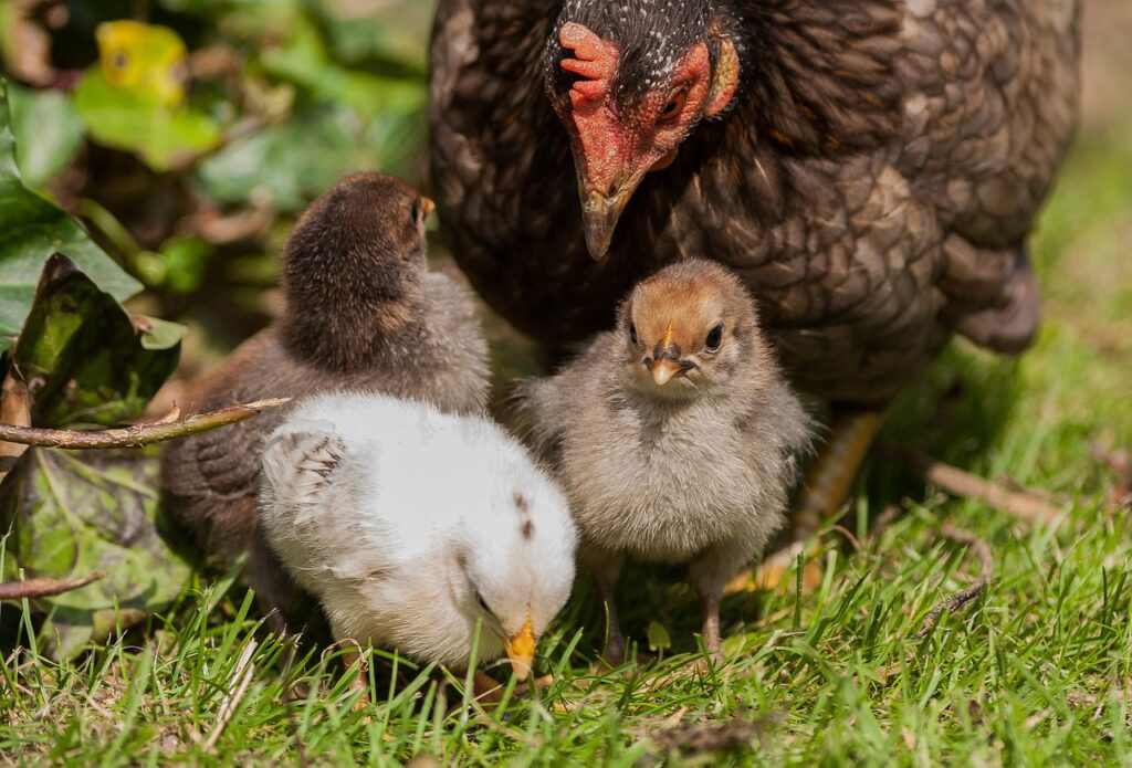 Fenced Chicken Run