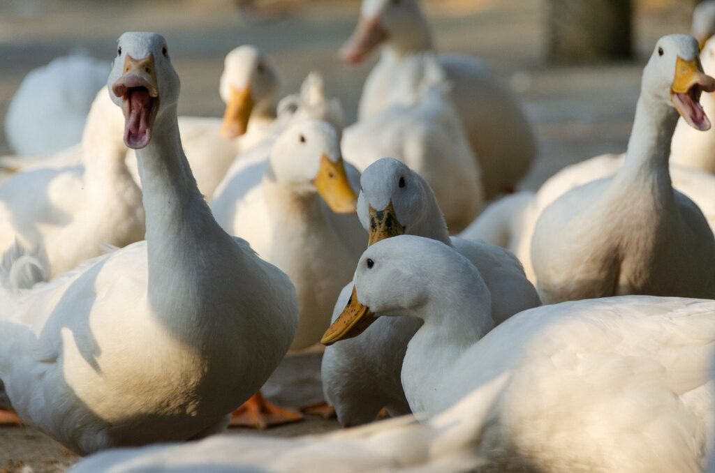 American Pekin Ducks