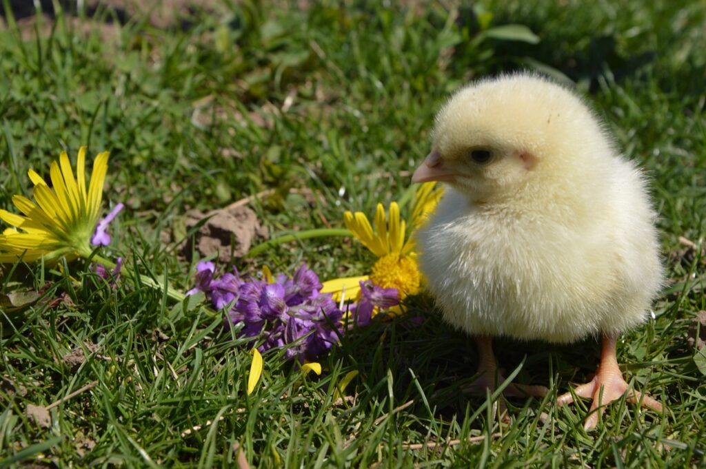 Best Baby Chick Feeders