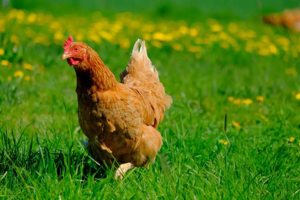What To Feed Laying Chickens?