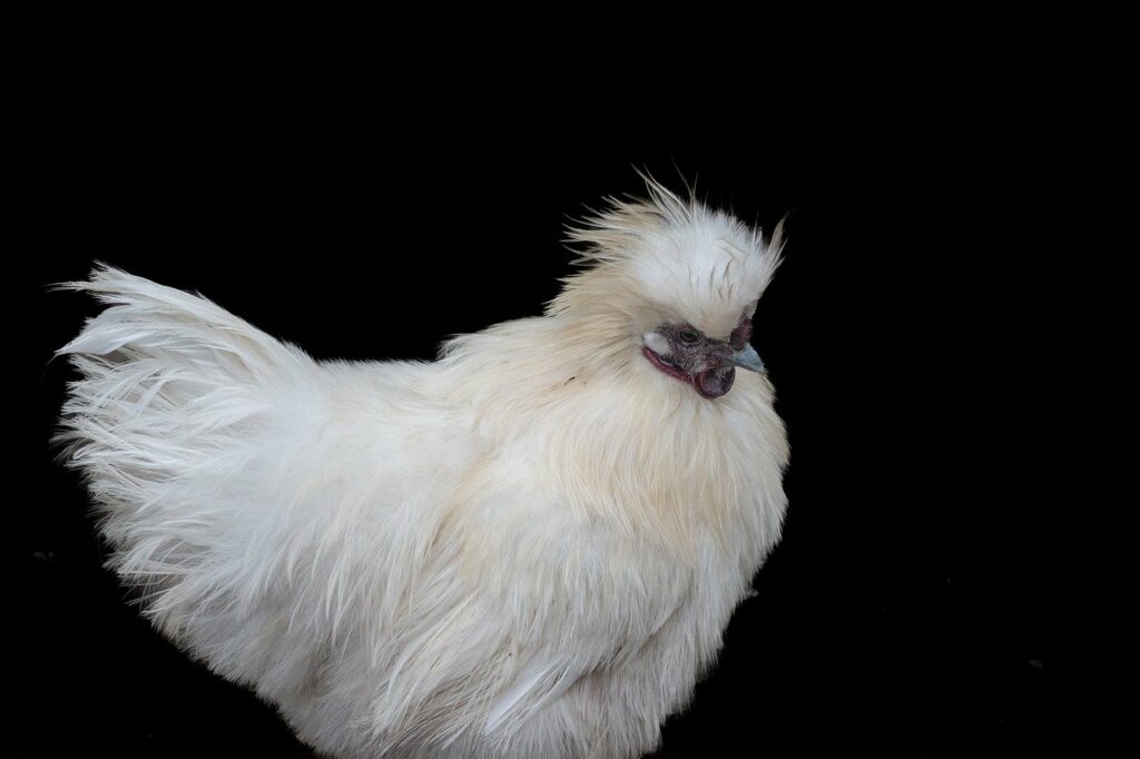 What to Feed Silkie Chickens