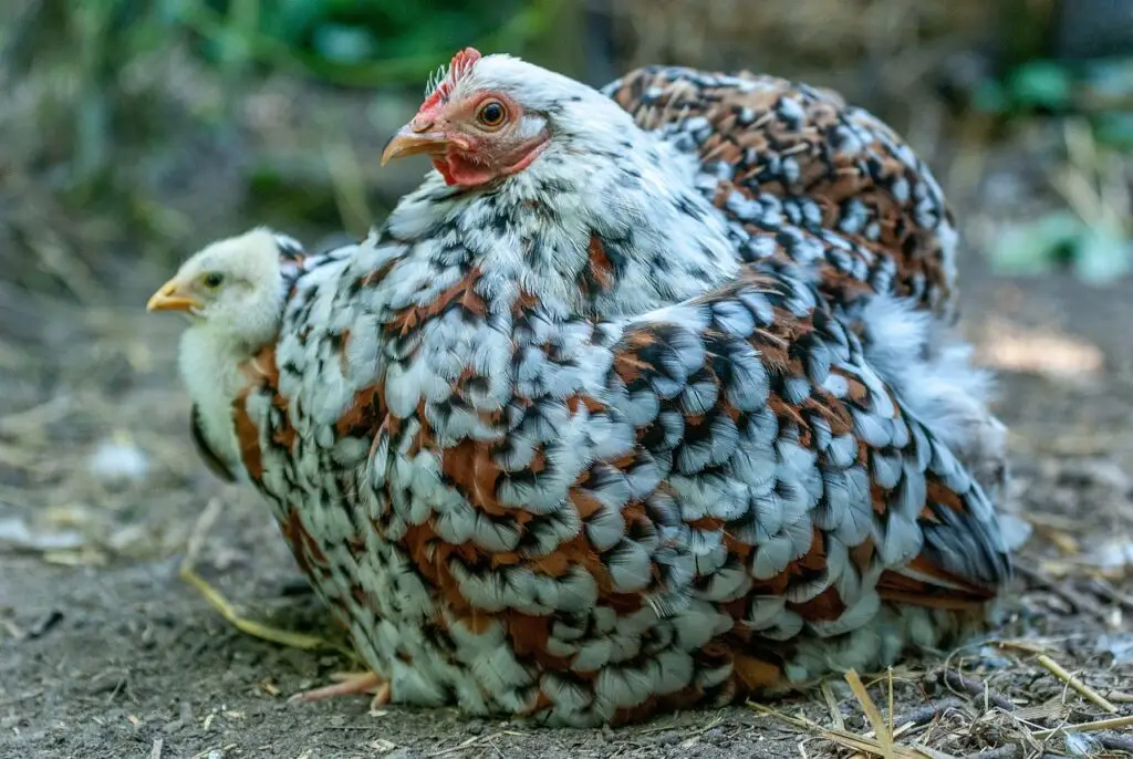 When Do Chickens Start Laying Eggs? 
