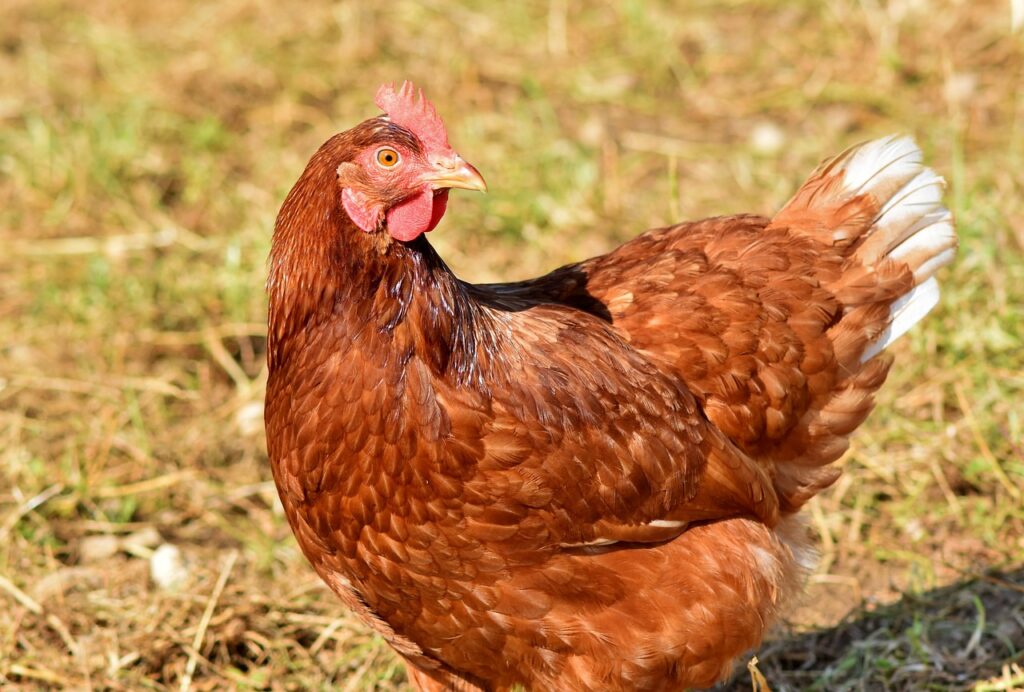 Diatomaceous Earth for Chickens