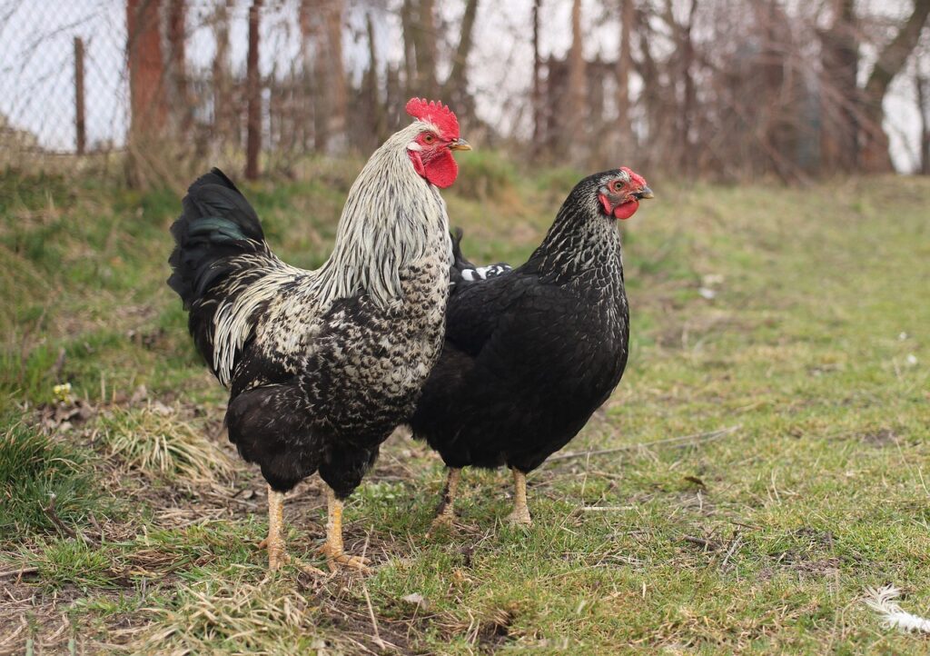 Chicken Coop Flooring