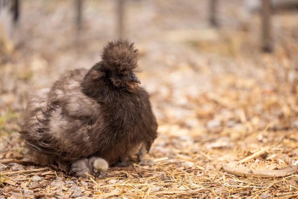 Black Silkie Chickens